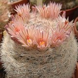 Mammillaria candida JL (flower colour may vary from white to pinkish)  (Only one plant is available - Une seule plante est disponible)    ÉPUISÉ - OUT of STOCK - AGOTADO